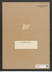 Rhaphoneis subtilissima Pant. (de-Toni-Nr.: Genus 78, Species 2834) Zeichnungen Sammlung Grunow Nr. 5792 (NHMW-BOT-W0374197)